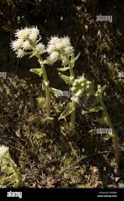 Attēlu rezultāti vaicājumam “Petasites spurius flower”