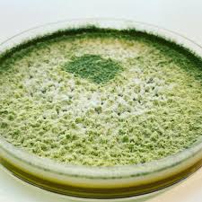 Attēlu rezultāti vaicājumam “Trichia ambigua stalked”