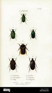 Attēlu rezultāti vaicājumam “Tetratoma ancora”