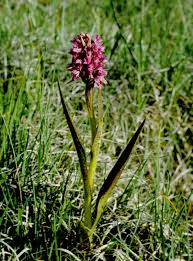Attēlu rezultāti vaicājumam “Dactylorhiza cruenta flower”