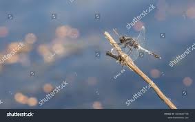 Attēlu rezultāti vaicājumam “Leucorrhinia albifrons female”