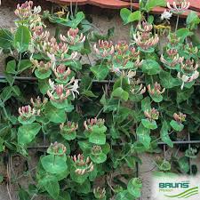 Attēlu rezultāti vaicājumam “Lonicera caprifolium”