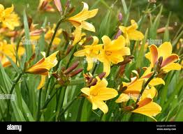 Attēlu rezultāti vaicājumam “Hemerocallis lilioasphodelus”