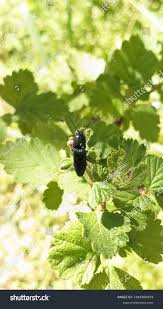Attēlu rezultāti vaicājumam “Hemicrepidius sp.”