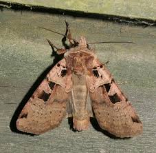 Attēlu rezultāti vaicājumam “Xestia triangulum”