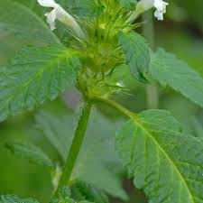 Attēlu rezultāti vaicājumam “Galeopsis tetrahit leaf”