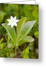 Attēlu rezultāti vaicājumam “Trientalis europaea leaf”