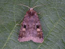 Attēlu rezultāti vaicājumam “Diarsia brunnea”