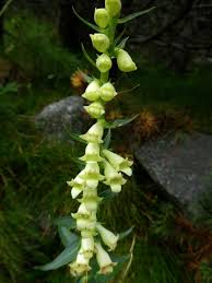 Image result for Digitalis lutea
