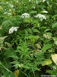 Image result for Chaerophyllum aureum
