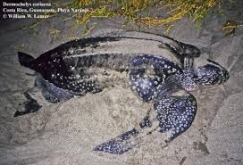 Image result for Dermochelys coriacea
