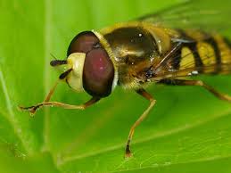 Attēlu rezultāti vaicājumam “Eupeodes corollae”