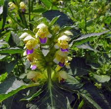 Attēlu rezultāti vaicājumam “Galeopsis speciosa”