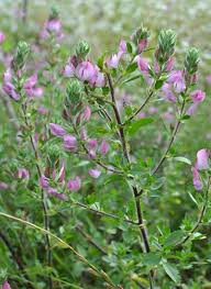 Attēlu rezultāti vaicājumam “Ononis arvensis bud”