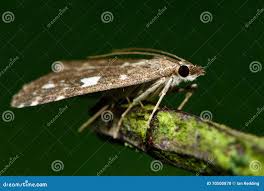 Attēlu rezultāti vaicājumam “Udea olivalis”