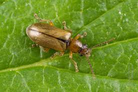 Attēlu rezultāti vaicājumam “Orsodacne cerasi”