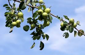 Attēlu rezultāti vaicājumam “Pyrus pyraster fruit”