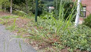 Attēlu rezultāti vaicājumam “Echinochloa crus-galli”
