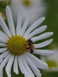 Image result for Leucanthemella serotina