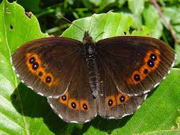 Attēlu rezultāti vaicājumam “Erebia ligea upperside”