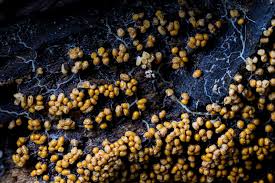 Attēlu rezultāti vaicājumam “Badhamia affinis”