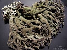 Attēlu rezultāti vaicājumam “Pseudevernia furfuracea”