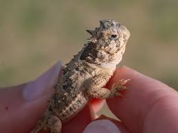 Attēlu rezultāti vaicājumam “Laccognathus panderi”