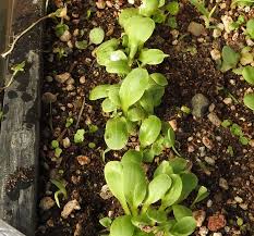 Attēlu rezultāti vaicājumam “Arctium lappa leaf”