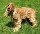 English Cocker Spaniel Information, Pictures, Reviews and Q&amp;A ...