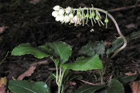 Attēlu rezultāti vaicājumam “Orthilia secunda”