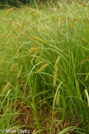 Attēlu rezultāti vaicājumam “Carex vesicaria”