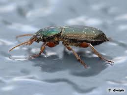 Attēlu rezultāti vaicājumam “Harpalus sp.”