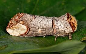 Attēlu rezultāti vaicājumam “Phalera bucephala”