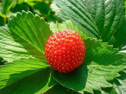 Attēlu rezultāti vaicājumam “Fragaria viridis fruit”