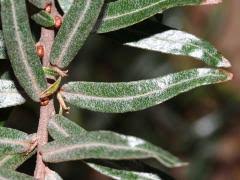 Attēlu rezultāti vaicājumam “Hippophae rhamnoides leaf”