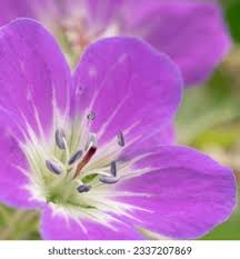 Attēlu rezultāti vaicājumam “Geranium sylvaticum bud”