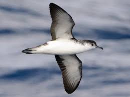 Image result for Puffinus puffinus