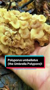 Attēlu rezultāti vaicājumam “Polyporus umbellatus”