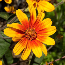 Image result for Heliopsis scabra