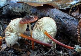 Attēlu rezultāti vaicājumam “Marasmius sp.”