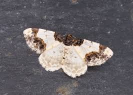 Attēlu rezultāti vaicājumam “Ligdia adustata”