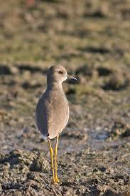 Image result for Vanellus leucurus