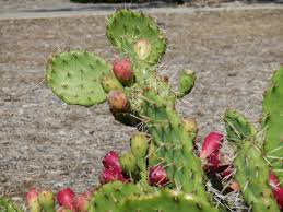 Image result for Cactaceae
