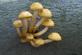 Attēlu rezultāti vaicājumam “Pholiota aurivella”