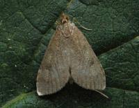 Attēlu rezultāti vaicājumam “Udea prunalis”