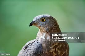 Attēlu rezultāti vaicājumam “Pernis apivorus adult”