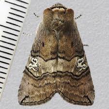 Attēlu rezultāti vaicājumam “Tethea or”