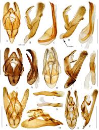 Attēlu rezultāti vaicājumam “Idaea muricata”