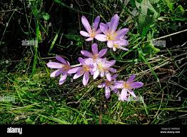 Image result for Herbstzeitlose