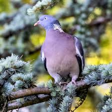 Attēlu rezultāti vaicājumam “Columba palumbus adult”